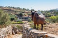 Brown horse sunny day at Sifnos island, Greece. Greek rural landscape