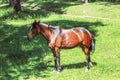 Brown horse on a sunny meadow in the forest Royalty Free Stock Photo