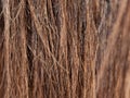 Brown horse tail hair detail. Strong fibers Royalty Free Stock Photo