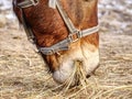 Brown horse to feed on pasture near farm