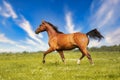 Brown horse trots freely across a meadow in summer against a blue sky in the sunshine.