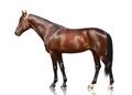 The brown horse trotter breed standing isolated on white background. Side view Royalty Free Stock Photo