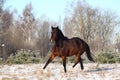 Brown horse trotting free in winter Royalty Free Stock Photo