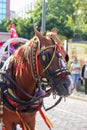 Brown horse used in cart