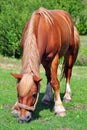 Brown horse. Vertical. Royalty Free Stock Photo