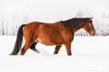 Brown horse wades through snow covered field, blurred trees in background, side view Royalty Free Stock Photo