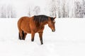 Brown horse wades through snow in winter, blurred trees in background