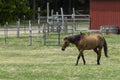 Brown horse walking across ranch pasture Royalty Free Stock Photo