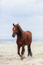 Brown horse walking by the sea on the sandy beach. Royalty Free Stock Photo