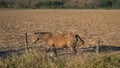 A brown horse walks peacefully through the countryside in the magical town of Mascota Jalisco Mexico.