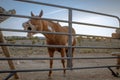 Brown horse whinnying in a farm field under the sunlight and a blue sky Royalty Free Stock Photo