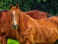 Brown horse with white face stripe in meadow looking at you Royalty Free Stock Photo