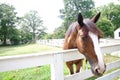 Brown Horse and White Fence Royalty Free Stock Photo