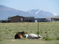 A brown horse and a white horse napping together on the ground in their pasture in the Rocky Mountains. Royalty Free Stock Photo