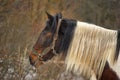 Brown horse with a white mane Royalty Free Stock Photo