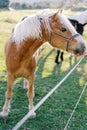 Brown horse with a white mane eats from a man hand over a rope fence. Cropped. Faceless Royalty Free Stock Photo