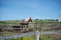 Brown horse white mane at ranch Royalty Free Stock Photo