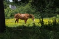 Brown Horse with White Muzzle Framed by Trees Royalty Free Stock Photo