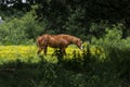 Brown Horse with White Muzzle Walking in Yellow flowers Royalty Free Stock Photo