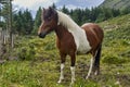 Brown horse with white patches in a meadow Royalty Free Stock Photo