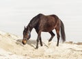 Brown horse on white sand on a background of pale gray sky