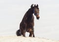 Brown horse on white sand on a background of pale gray sky Royalty Free Stock Photo