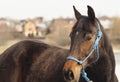 Brown horse on white sand on a background of pale gray sky