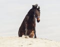 Brown horse on white sand on a background of pale gray sky Royalty Free Stock Photo