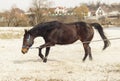 Brown horse on white sand on a background of pale gray sky