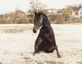 Brown horse on white sand on a background of pale gray sky