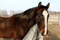 Brown horse with white spot on farm Royalty Free Stock Photo