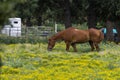 Brown Horse with White Spot Grazing in Yellow Flowers.NEF Royalty Free Stock Photo