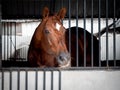 A brown horse with white spot on the head standing in a stable locked cage. Royalty Free Stock Photo