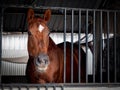 A brown horse with white spot on the head standing in a stable locked cage. Royalty Free Stock Photo