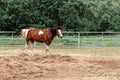 Brown horse with white spots grazing in the pasture. Royalty Free Stock Photo