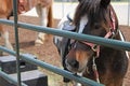 Brown Horse with white stripe on head Royalty Free Stock Photo