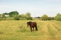 Brown horse with white stripe on muzzle walks in pasture in summer