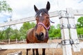 An brown horse with a white stripe of wool on his head stands behind a white wooden fence and squint closed eyes while sleeping Royalty Free Stock Photo