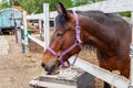 An brown horse with a white stripe of wool on his head stands behind a white wooden fence and looks at the camera against a Royalty Free Stock Photo