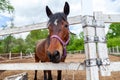 An brown horse with a white stripe of wool on his head stands behind a white wooden fence and looks at the camera against a Royalty Free Stock Photo