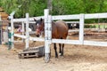 An brown horse with a white stripe of wool on his head stands and sleeping behind a white wooden fence and looks at the camera Royalty Free Stock Photo