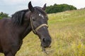 Brown horse in the wild, close-up. Agriculture Royalty Free Stock Photo