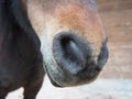brown horse's nostrils close-up. Big nose with nostrils Royalty Free Stock Photo