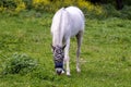 Horse on Yagur Kibutz Israel