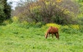 Horse on Yagur Kibutz Israel