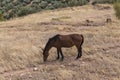 Brown horse on yellow grass and olive trees in the background Royalty Free Stock Photo