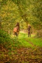 A brown horse and a young woman,on a forest trail in the autumn evening sun Royalty Free Stock Photo