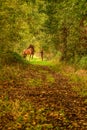 A brown horse and a young woman,on a forest trail in the autumn evening sun Royalty Free Stock Photo
