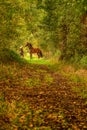 A brown horse and a young woman, on a forest trail in the autumn evening sun. Colorful gold Royalty Free Stock Photo