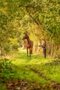 A brown horse and a young woman,in grass on a forest trail in the autumn evening sun Royalty Free Stock Photo